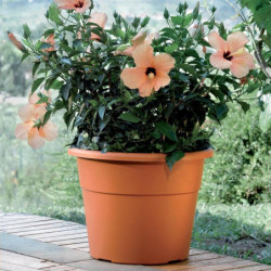 Pot de fleurs - HEDERA - D 20 cm - Terracotta